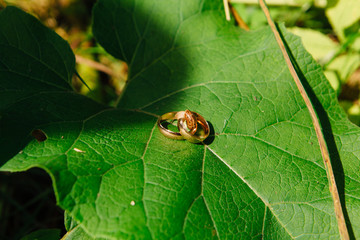 Wedding rings with snail on the leaf