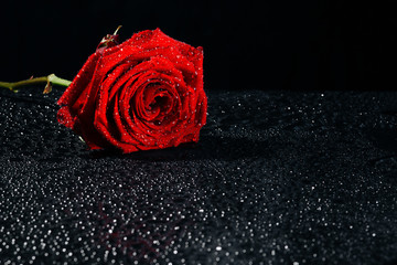 A close-up photograph of a deep red blossoming rose covered in droplets of water in front of a...
