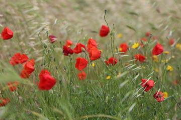 Obraz premium poppy field with flowers and fragrant herbs, landscape