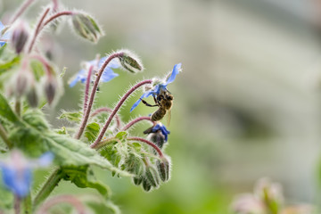 Bee on a flower of borago officinalis, also as a starflower,  an annual herb in the flowering plant family Boraginaceae