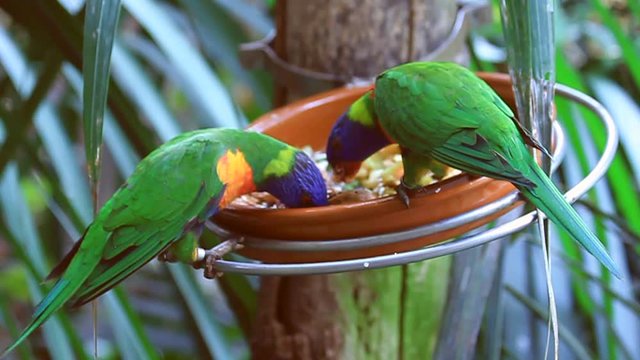 Small beautiful bright colored green parrots feeding from a bowl in Lora Park in Span Zoo in Tenerife on the Canary Islands