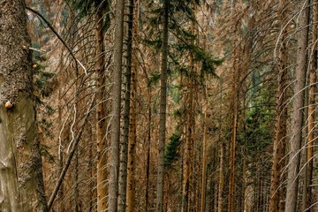 Trunks and branches of trees in dense coniferous forest, dried up dry trees. The texture of the forest location.