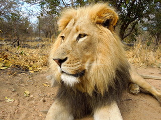 Fototapeta premium Lion Profile