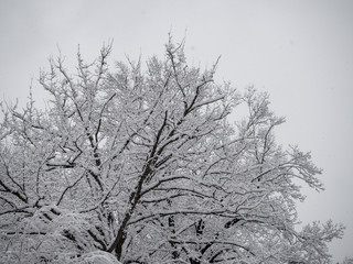 tree covered with snow during snow storm