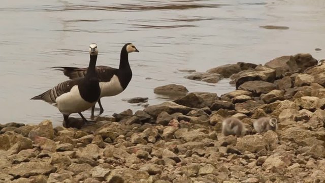 Family of black and white waterfowl leucopsis branta walking their chicks in one of the parks of Kotka in Finland