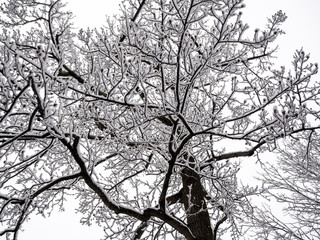 silhouetted tree branches covered with snow