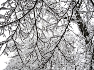silhouetted tree branches covered with snow