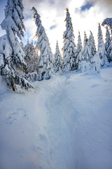 Winter landscape, snow-covered trees in the mountains. Karkonosze, Poland.