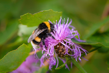 Bumblebee collecting nectar on a violet flower of sow-thistle