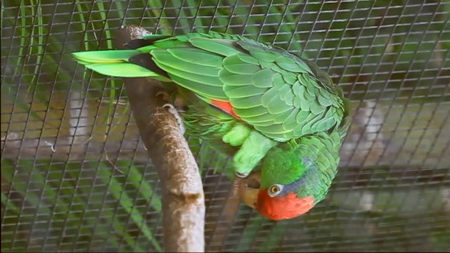 Big beautiful bright colored green parrot feeding sitting on the  branch in Lora Park in Span Zoo in Tenerife on the Canary Islands