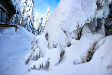 Fototapeta na wymiar Winter landscape, snow-covered trees in the mountains. Karkonosze, Poland.