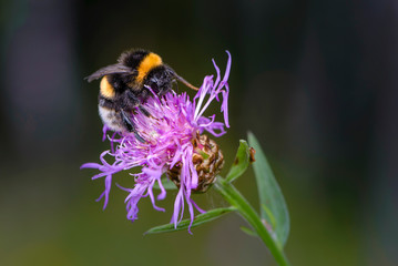 Bumblebee collecting nectar on a violet flower of sow-thistle