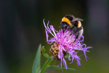 Bumblebee collecting nectar on a violet flower of sow-thistle