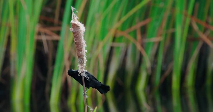 Blackbird grackle climbing up a cattail in a marshy Florida wetland in the Everglades