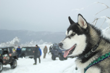 Winter offrode and Husky dog. Expedition to the top of the mountain. Snowy summits. Machines are stuck in the snow. Ukraine. Carpathian