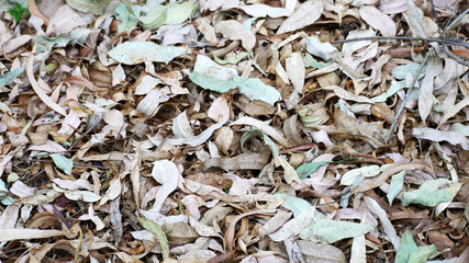 Fallen leaves