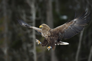 Eagle landing claws in front