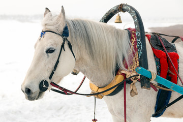 Portrait of a beautiful white horse harnessed to a traditional Russian harness with a bell, in the winter in the snow