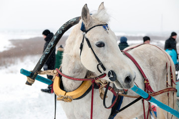 Portrait of a beautiful white horse with its head turned in a traditional Russian harness in the winter in the snow