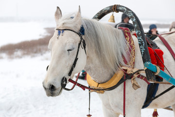 Portrait of a beautiful white horse sleeping with eyes closed, drawn into a traditional Russian harness with a bell, in the winter in the snow