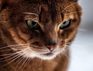 Obraz premium Close portrait of a cat of the abyssinian breed