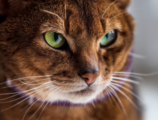 Close portrait of a cat of the abyssinian breed