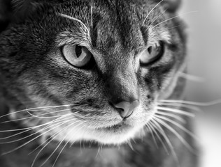 Black and white portrait of a cat of the Abyssinian breed
