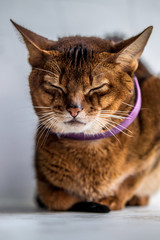 Obraz premium Portrait of a cat of the abyssinian breed