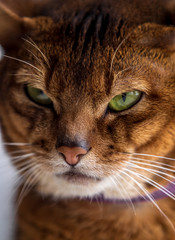 Close portrait of a cat of the abyssinian breed
