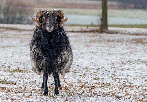 Norfolk-Horn-Widder Wildschaf auf Weide im Schnee im Winter 