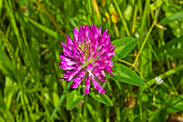 Purple Red Clover flower bud