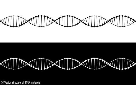 A set of two variants of the DNA molecule. black and white variety. Simple drawing, icon. For your design. Isolated. 10 eps