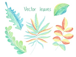 Fototapeta na wymiar Leaves vector set, hand drawn foliage eco collection.Floral decoration elements 