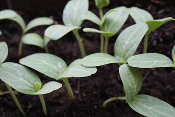 pumpkin seedlings in my organic garden