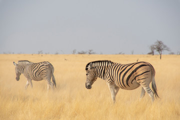 Fototapeta na wymiar Zebras in Etosha - Namibia.