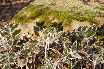 Leaves in winter with ice. Frosty winter time