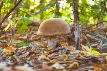 Mushroom boletus in the forest