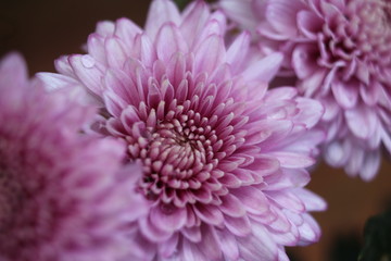 pink flower chrysanthemum 