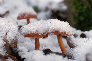 Zimowe grzyby - trąbka zimowa pod śniegiem © Iwona