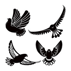 Pigeon or dove, white bird flying with spread wings in sky or sitting set.