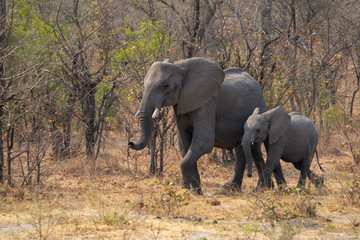 Fototapeta premium Elephants in Chobe N.P. Botswana.