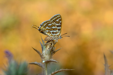 Closeup  beautiful butterflies sitting on flower