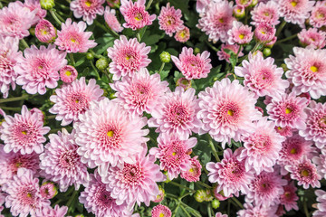 beautiful chrysanthemum flowers background top view