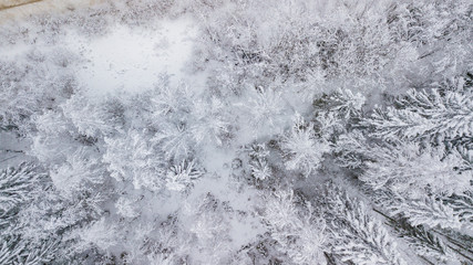 Fototapeta premium Frozen trees above