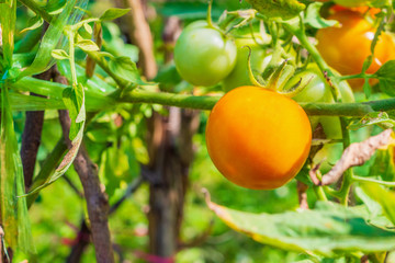 Ripe red tomato in organic garden