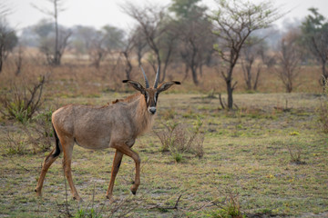Naklejka na ściany i meble A waterbuck near the Chobe river - Botswana.