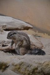 Ground squirrel creeping over sand