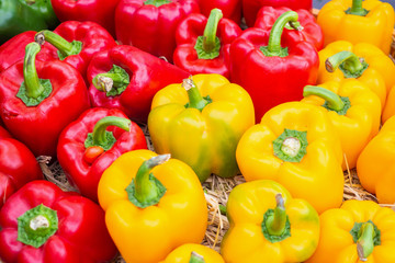 Fresh colorful Bell peppers in organic farm