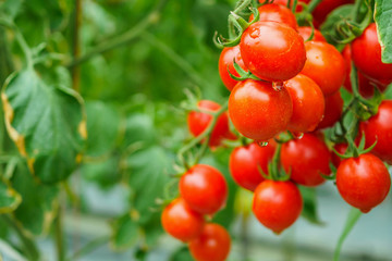 Fresh ripe red tomatoes plant growth in organic greenhouse garden ready to harvest