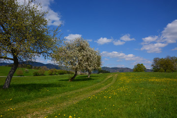 Fototapeta na wymiar Kirschbäume Landschaft